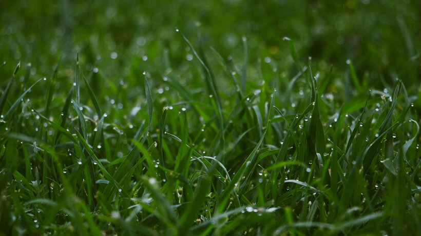 雨に濡れた芝生